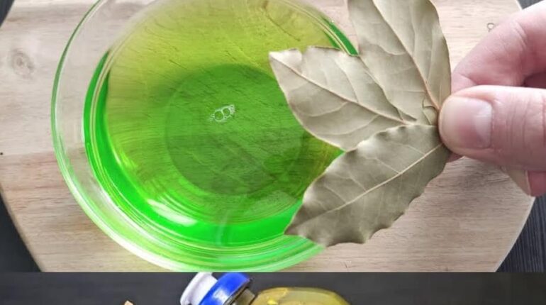 Astuces ménagères Dégraissant feuilles de laurier Maison saine Nettoyage naturel Odeurs Répulsif insectes