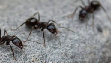 Colonies communication Fourmis organisation Phéromones Sociologie