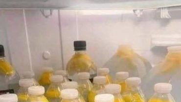 Bienfaits gingembre Boisson santé Eau de gingembre Gestion du poids Métabolisme Satiété 