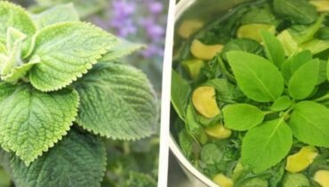 Bienfaits naturels Caroténoïdes Herbes africaines Lumière bleue Origan cubain Santé oculaire