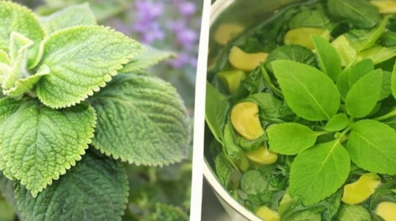 Orégano Orejón : cette herbe africaine pourrait protéger vos yeux de la lumière bleue grâce à ses caroténoïdes naturels Bienfaits naturels Caroténoïdes Herbes africaines Lumière bleue Origan cubain Santé oculaire