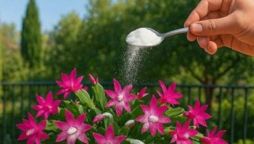 Astuces jardinage Bienfaits des plantes Charbon végétal Engrais Farine d'os Floraison