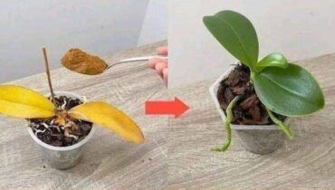 Conseils jardinage Entretien des plantes Floraison Orchidées Plantes d'intérieur