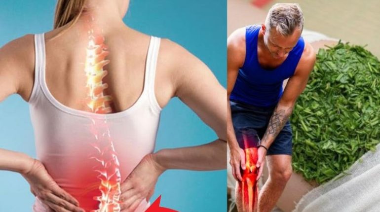 bien être douleurs musculaires les maux de tête Plantes médicinales Remèdes naturels Santé au naturel 