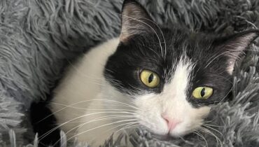 ’il est un chat Abandon Animaux Communauté gens du voyage famille histoire vraie infidélité