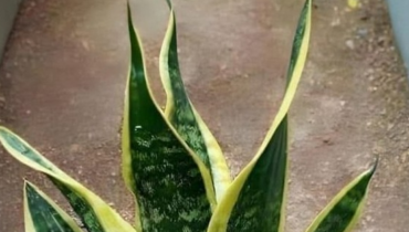 Aloe vera Astuces jardinage Cactus de Noël Débutants Entretien facile Plantes d'intérieur Plantes résistantes