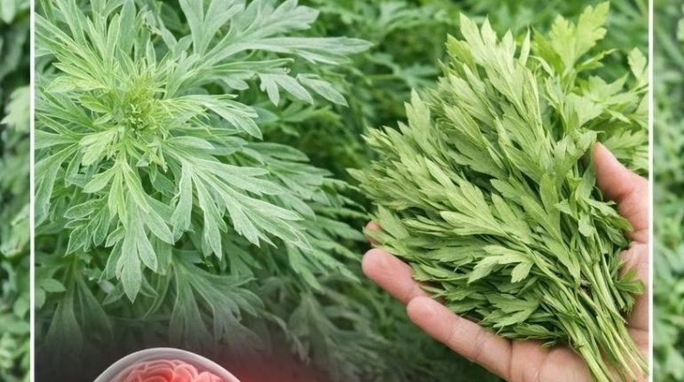 Apnée du sommeil bien être Grèves Phytothérapie Plantes médicinales relaxation 