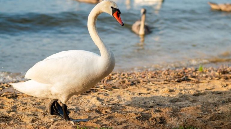 Camargue Coronavirus faune sauvage Grippe aviaire H5N1 Santé Animale 