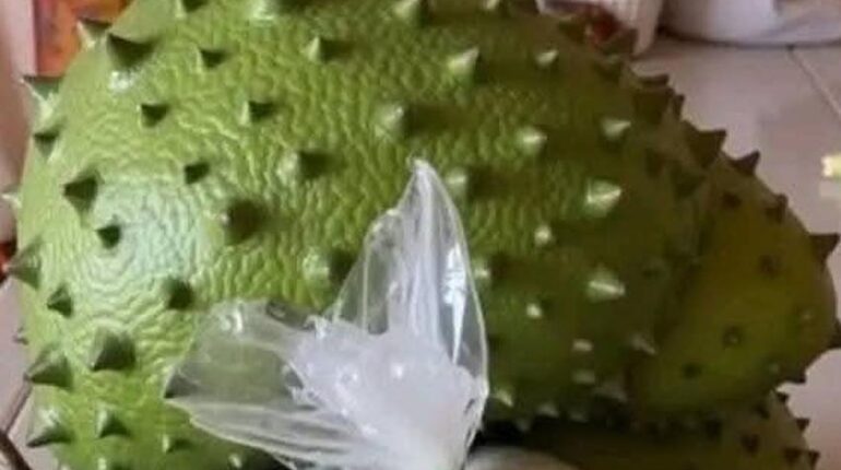 Antioxydants Bienfaits santé Corossol Graviola Médecine traditionnelle Vieillissement cellulaire