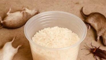 Anti-cafard Cafards Dératisation insectes mutants Magistrats Nuisibles Solutions naturelles