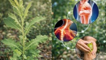 Bienfaits santé Laitue sauvage Médecine naturelle Plantes médicinales Sédation naturelle Vertus médicinales