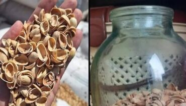 à visiter absolument Amendement sol Bienfaits des plantes Compost Jardinage LE RECYCLAGE. Nutrition plantes