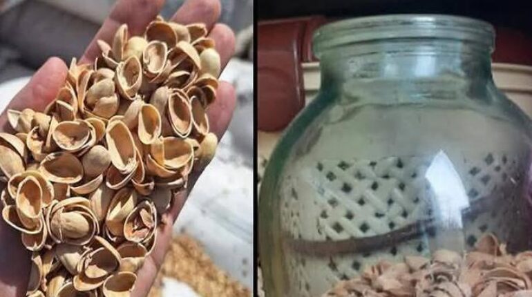 Coquilles de pistaches : comment les transformer en poudre enrichissante pour améliorer votre sol de jardin à visiter absolument Amendement sol Bienfaits des plantes Compost Jardinage LE RECYCLAGE. Nutrition plantes