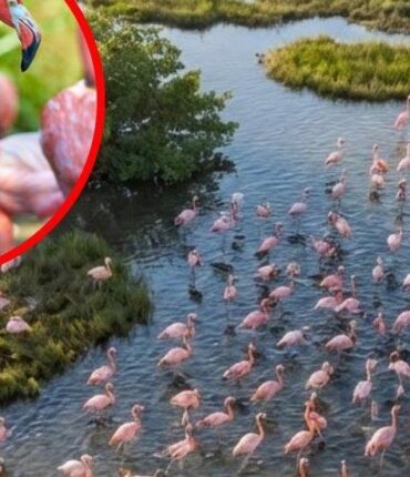 Floride : les flamants roses retrouvent leur habitat d&rsquo;origine après un siècle de disparition grâce à la restauration des Everglades