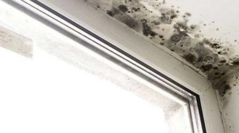 Anti-moisissure bicarbonate de soude humidité Moisissures Nettoyage naturel vinaigre blanc 