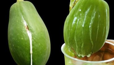 Bain de pieds Callosités Cancer de la peau Enzymes digestives Graines de papaye Latex Soins de la peau 