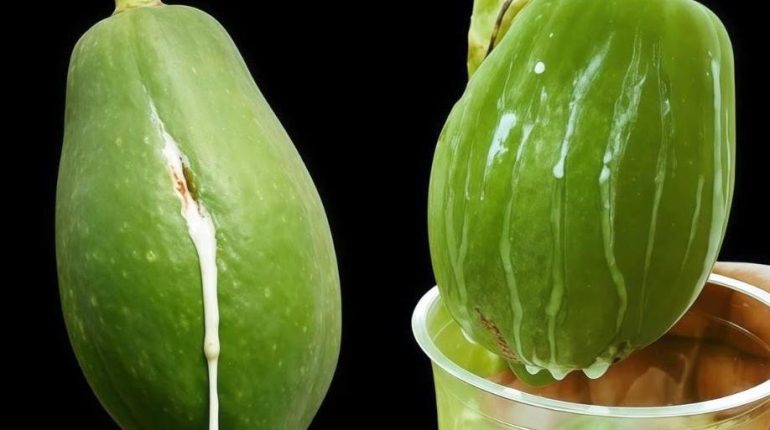 Bain de pieds Callosités Cancer de la peau Enzymes digestives Graines de papaye Latex Soins de la peau 