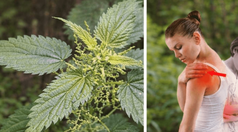 Allergies Articulations Bienfaits nutritionnels Bienfaits santé Mortiers Plantes médicinales vitamines 