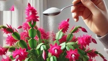 Absence au travail Astuces jardinage Insecticides naturels Pesticides naturels Remèdes de jardin Santé des plantes 