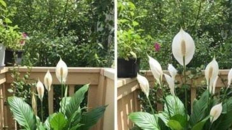 Arrosage Astuces jardinage Engrais maison Plantes d'intérieur Remèdes naturels Soin des plantes Terreau 