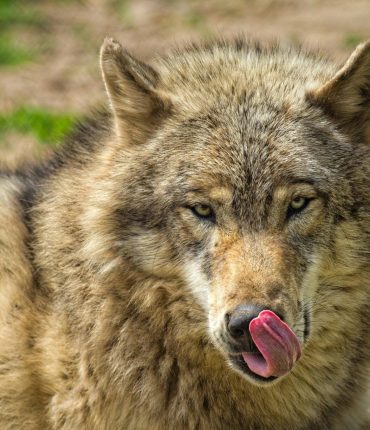 Loups en France : une étude ADN révèle 1 013 individus, 25% de plus que les chiffres officiels