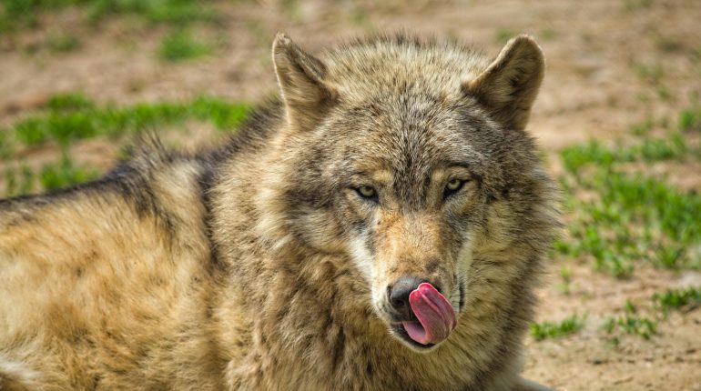 accusent la France biodiversité Chiffres officiels Danger faune Étude ADN Loups 