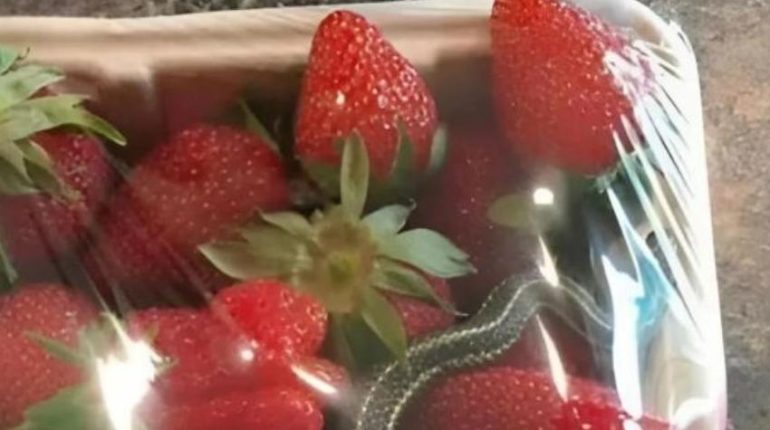 alimentation congélation fraises Consommation Contamination alimentaire découverte Sécurité alimentaire 