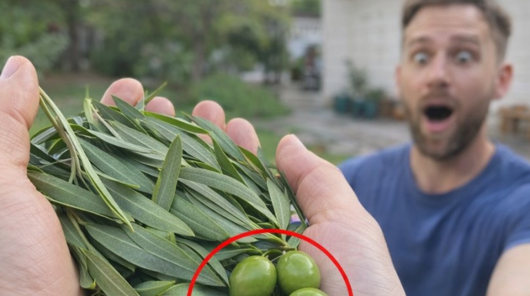 Antioxydants Bienfaits nutritionnels Bienfaits santé Huile d'olive Plantes médicinales Régime méditerranéen santé cardiovasculaire 