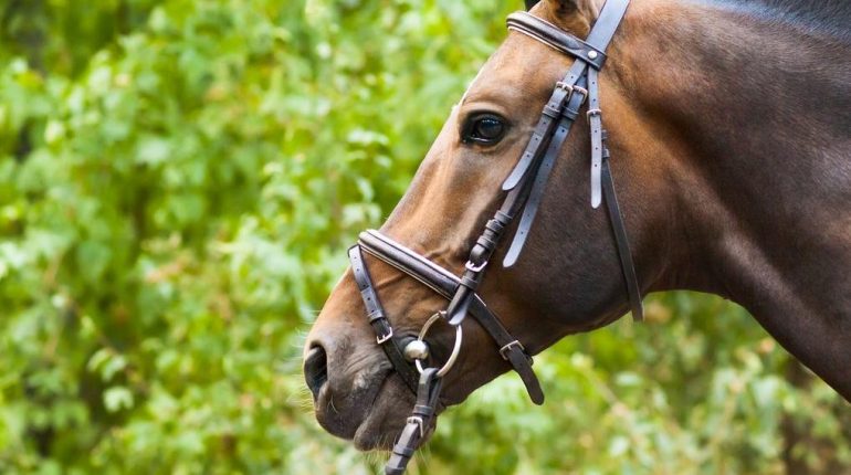 Abandon Animaux alimentation variee Centre équestre Chevaux Code de la sécurité sociale Hyères Incendie 