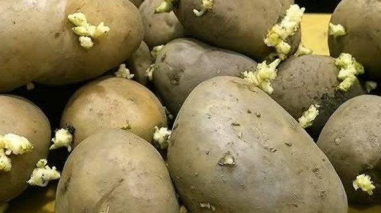 Astuce cuisine Astuces de conservation Bienfaits des fruits Bienfaits des légumes fraîcheur Pommes de terre Stockage alimentaire 