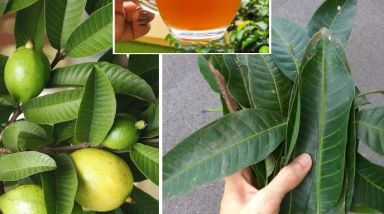 diabète glycémie Infusions Plantes médicinales Remèdes naturels Santé du foie 