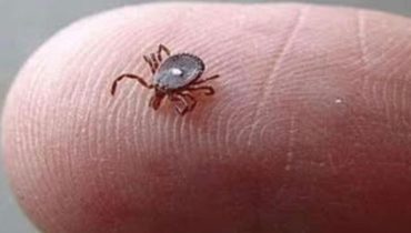 Accident domestique Amblyomma americanum Maladies transmises par les tiques Santé Publique Syndrome Alpha-Gal Tique à point blanc 