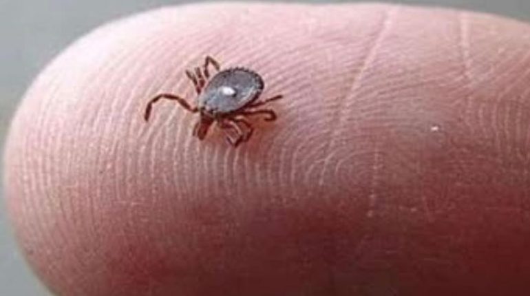 Accident domestique Amblyomma americanum Maladies transmises par les tiques Santé Publique Syndrome Alpha-Gal Tique à point blanc 