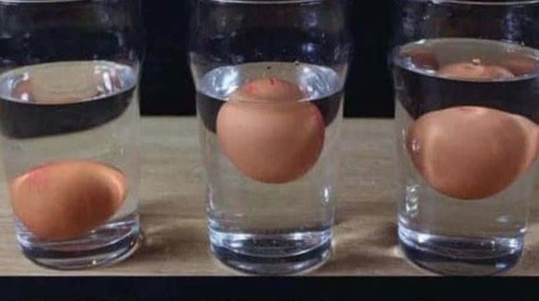 Astuces cuisine Conservation des aliments Conservation des œufs Cuisine pratique fraîcheur des œufs tests culinaires 