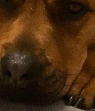 Perpignan : 22 chiens abandonnés depuis des années cherchent une famille avant la vague d&rsquo;abandons estivale