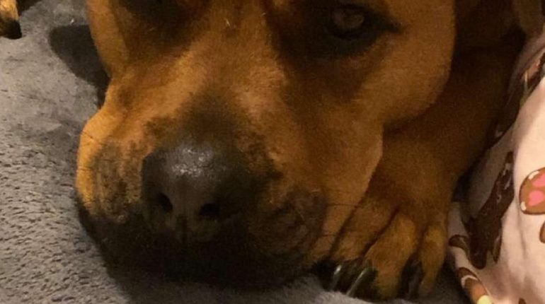 Abandon Animaux Adolescente disparue adoption chiens Dîner en famille Perpignan refuge 