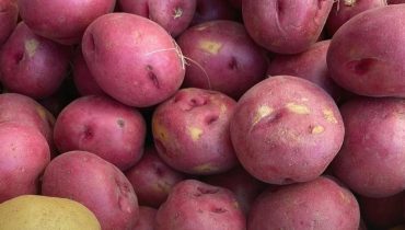 Alcaloïdes Nausées ou troubles digestifs Pommes de terre Solanacées Solanine Toxicité alimentaire 
