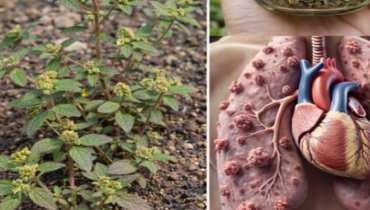 Alimentation Santé Asthme Bienfaits naturels diabète Euphorbia hirta Infections urinaires Plantes médicinales 