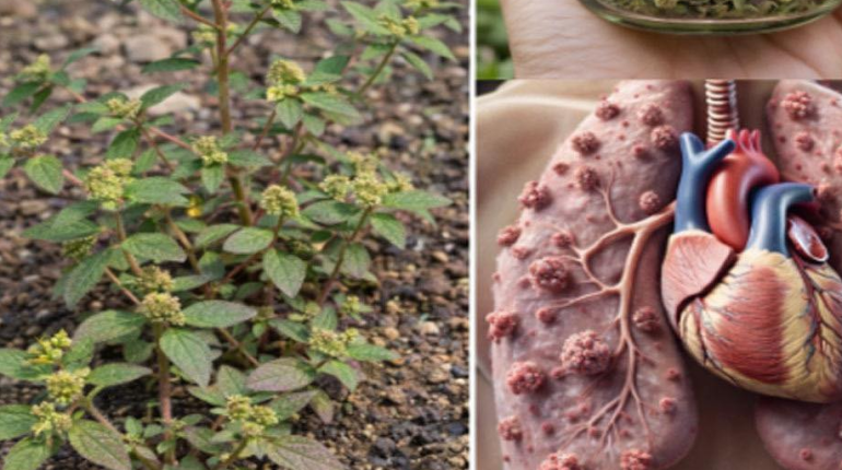 Alimentation Santé Asthme Bienfaits naturels diabète Euphorbia hirta Infections urinaires Plantes médicinales 