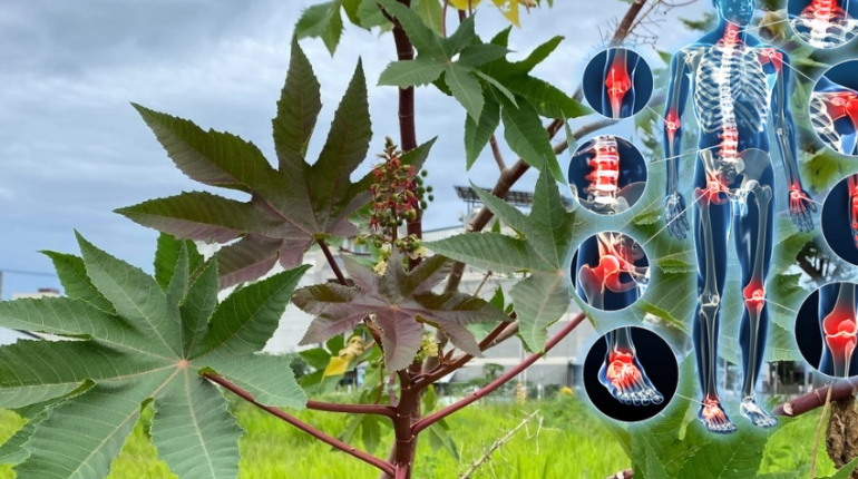 Arthrite Bienfaits des plantes Détoxification Santé Hépatique Santé naturelle Soin des cheveux Soulagement douleur 