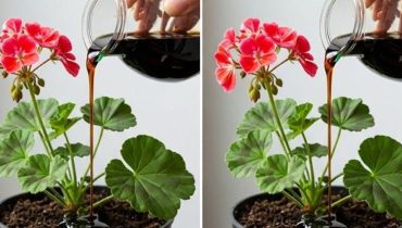 Astuces jardinage Entretien automobile Floraison Géraniums Plantes fleuries 