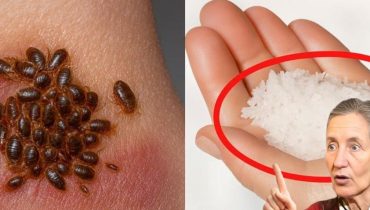 Aération maison Anti-insectes Astuces jardin Élimination Parasites Punaises de lit 