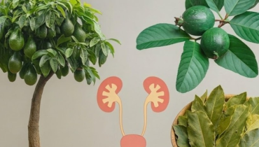 Alimentation saine bien être Déshydratation Remèdes naturels Santé Rénale Tisanes 