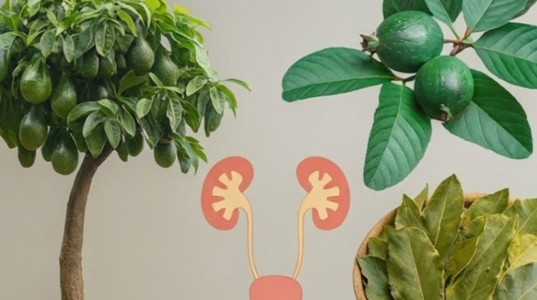 Alimentation saine bien être Déshydratation Remèdes naturels Santé Rénale Tisanes 