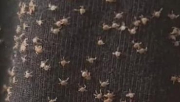 Astuces naturelles Bienfaits des plantes Botanique Dissémination Reproduction assistée Voyage des graines 