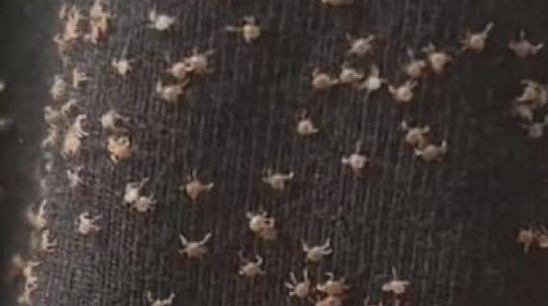 Astuces naturelles Bienfaits des plantes Botanique Dissémination Reproduction assistée Voyage des graines 