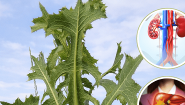 Bienfaits santé Digestion Immunité Phytothérapie Pissenlit épineux plantes sauvages Santé osseuse 