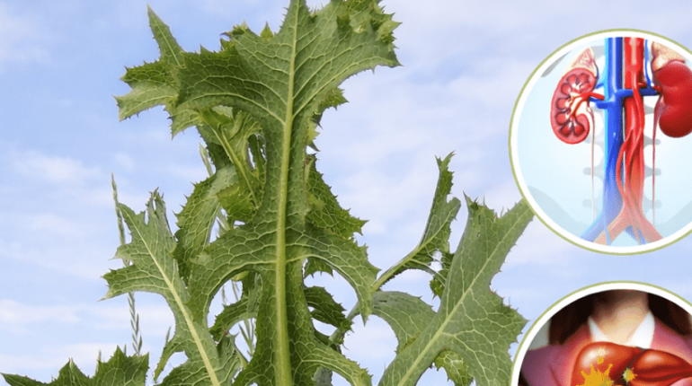 Bienfaits santé Digestion Immunité Phytothérapie Pissenlit épineux plantes sauvages Santé osseuse 