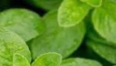 Antibactérien Équilibre intestinal Origan Plantes aromatiques Propriétés médicinales Santé naturelle 