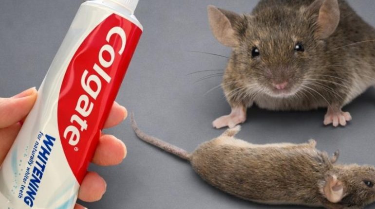 Anti-insectes Anti-ravageurs la menthe poivrée Répulsif naturel rongeurs Solutions économiques 